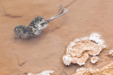 Image showing Dead bird in hot water - Geothermally active valley of Haukadalu