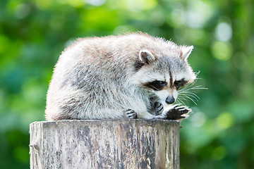 Image showing Adult racoon on a tree