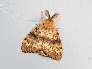 Image showing Moth sitting still