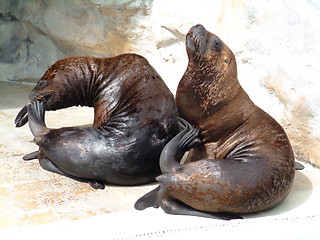 Image showing Sea lions relaxing