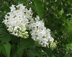 Image showing Fiala Remembrance Lilac