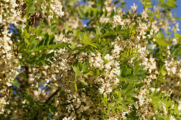 Image showing The acacia