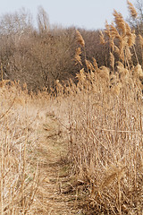 Image showing Dry plant