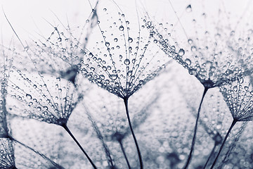 Image showing Plant seeds with water drops