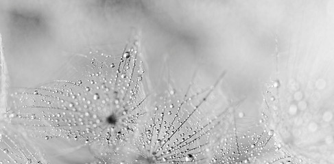 Image showing Plant seeds with water drops