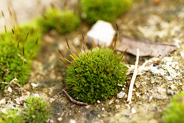 Image showing Green moss