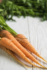 Image showing Freshly grown carrots