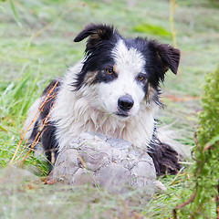 Image showing Playful Border collie