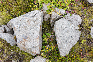 Image showing Frost leaves Destructive Patterns in a Stone