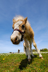 Image showing Foal on green grass at summer