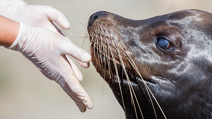 Image showing Adult sealion being treated - Selective focus