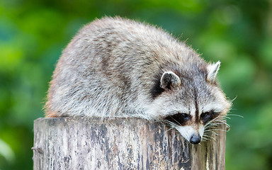 Image showing Adult racoon on a tree