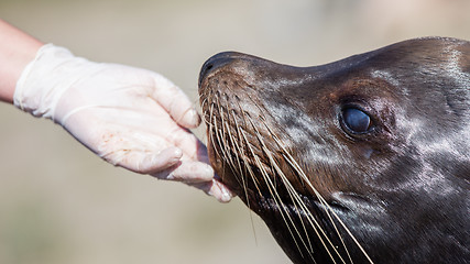 Image showing Adult sealion being treated - Selective focus