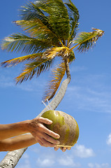 Image showing Coconut drink and palm