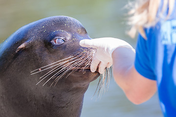 Image showing Adult sealion being treated - Selective focus