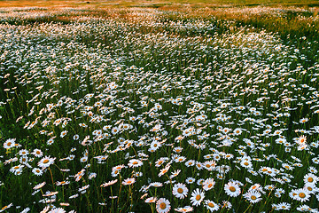 Image showing Field of wild daisies