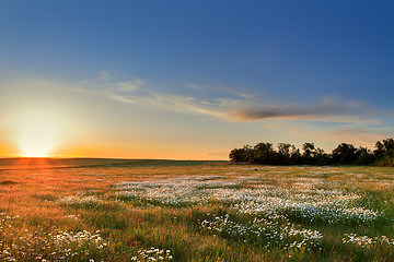 Image showing Sunset over a field of chamomile