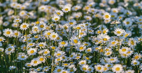 Image showing Wild chamomile flowers on a field on a sunny day.