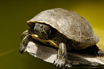 Image showing Turtle is risting in the sun