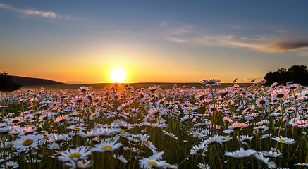 Image showing Sunset over a field of chamomile