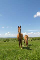 Image showing pasture on a mountain plateau