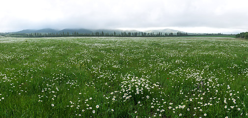 Image showing field of daisy flowers