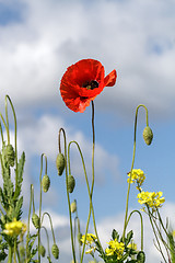 Image showing Lonely poppy on a background of yellow flowers and cloudy sky