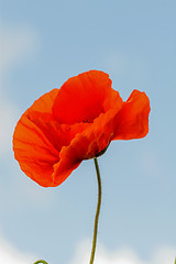 Image showing Single flower of wild red poppy on blue sky background with focus on flower