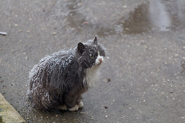 Image showing Homeless cat on street