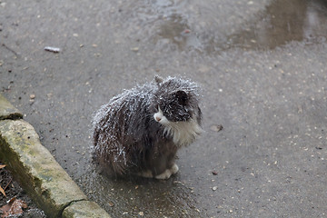 Image showing Homeless cat on street