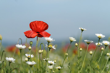 Image showing Field of poppies and daisies