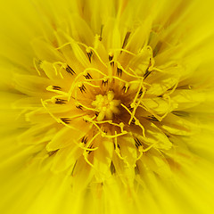 Image showing yellow flower close-up