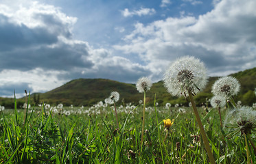 Image showing Field of dandelions