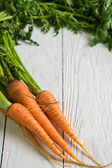 Image showing Freshly grown carrots