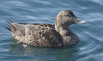 Image showing Female eider