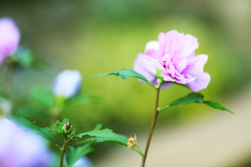 Image showing beautiful flower violet hibiscus in garden