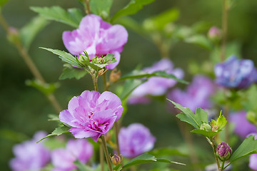 Image showing beautiful flower violet hibiscus in garden