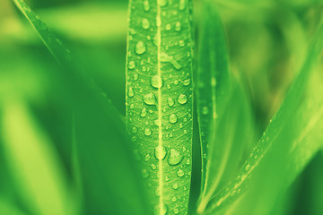 Image showing water drops on green plant leaf 