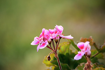 Image showing Pink bicolor geraniums in garden