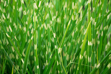 Image showing stripped green ornamental grass background