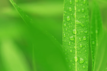 Image showing water drops on green plant leaf 