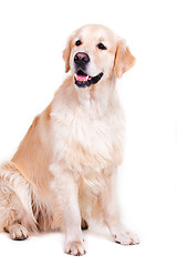 Image showing Golden retriever portrait