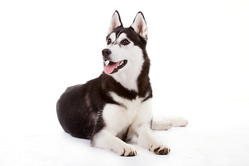 Image showing siberian husky