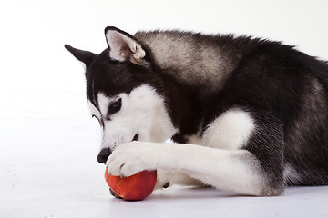 Image showing siberian husky