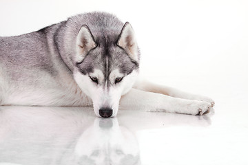 Image showing siberian husky dog