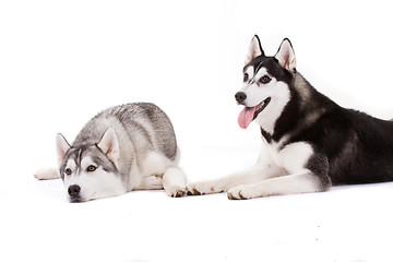 Image showing siberian husky