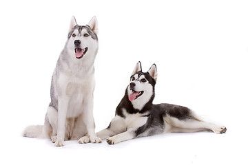 Image showing siberian husky