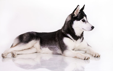 Image showing siberian husky