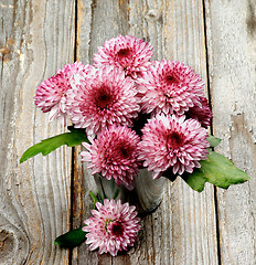 Image showing Bunch of Pink and Red Chrysanthemum