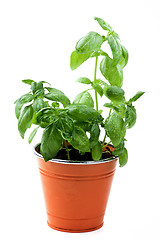 Image showing Fresh Green Basil